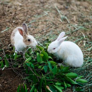 Half Rabbit - per lb