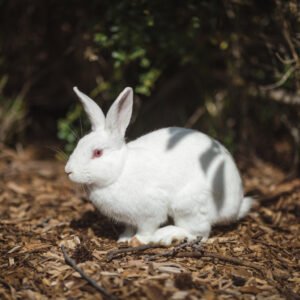 Whole Rabbit - per lb