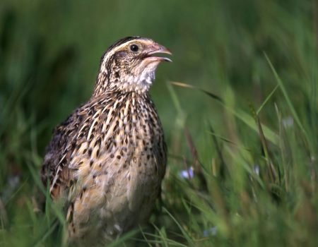 Jumbo Coturnix