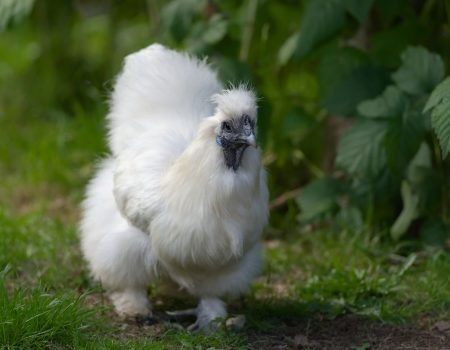 Silkie Bantams
