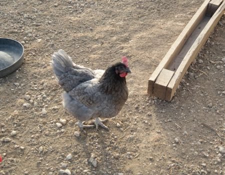 Splash Jersey Giants