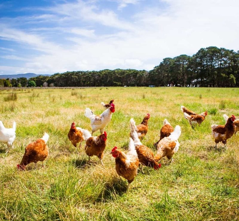 chickens-in-a-field-2021-08-26-17-04-32-utc-min-v2.jpg