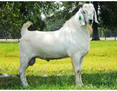 savanna-goat-breed